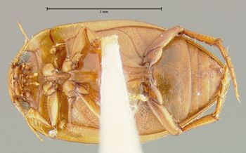 Media type: image;   Entomology 23936 Aspect: habitus ventral view